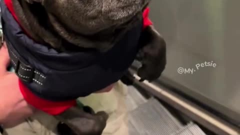 Escalator Adventures: When Brave Pups Turn into Babies