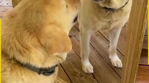 Labrador_s_Playful_Encounter_with_the_Mirror!(1080p)