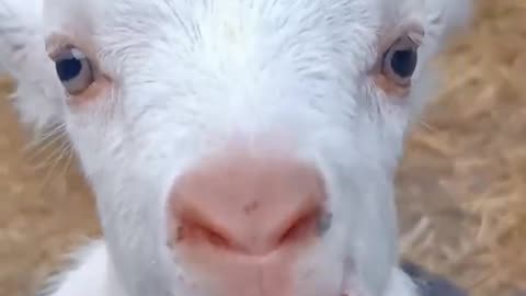 So cute goat