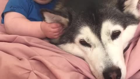 Husky & Baby Becoming Best friends.!