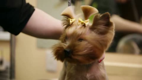 A close up of a hair dryer blows air into the dog's face in a beauty salon