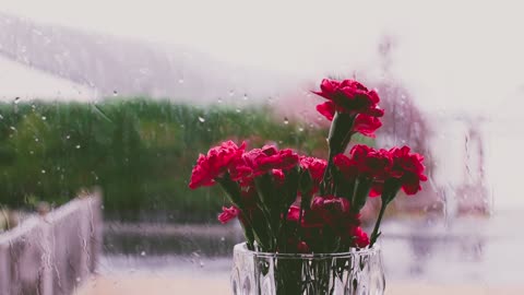 Rainy Day Carnations