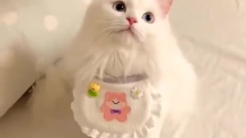 Cute Baby Cat 😸 Ready To Eat #cute #cat #shorts #animals #Cute_O🥰