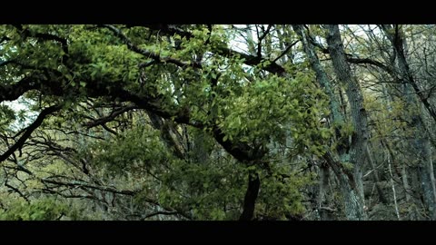 The Forest Cinematic Drone Footage