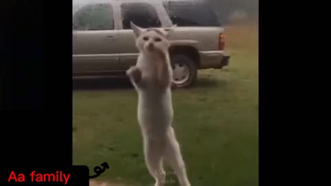 Cat is Dancing Like A Rockstar 🐈️💕🤟