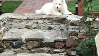 Cute puppy intrigued by duck quacks