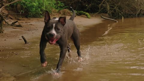 waters Full Dog 🐕🐕 training and super dogs