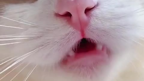 SOOO CUTE! Sweet little cat meowing!