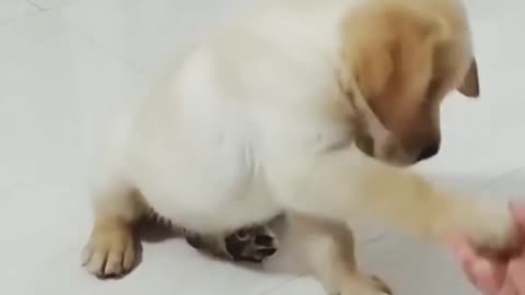 Handshake Puppy training video, how to trand dog