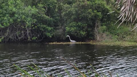 Beautiful heron on the prowl