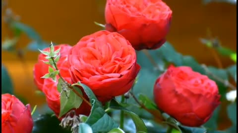 The most beautiful red roses