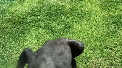 Gentle Gorilla Checks on Injured Bird