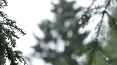 Relaxing Sound of Rain and Wind in Forest