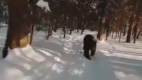 Drone Footage Catches Man Running From A Bear