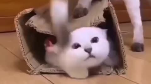 Best Funny Cute Cats Viral Clips😹__ #funny Pet Animals #shorts Video😂__ #trending Shorts #shorts