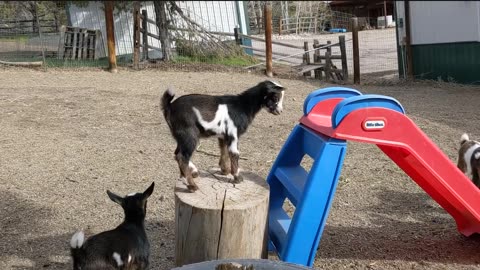 So funny! Nigerian Dwarf Doeling Cleopatra sliding down slide.