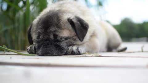 Cute Pug snoring while sleeping