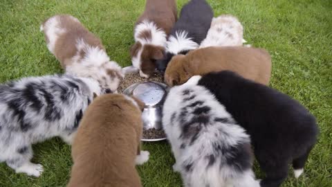 A group of cute little puppies eat dry dog food from a bowl on grass - top closeup