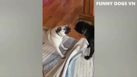 Funniest Dogs And Cats 🐱🐶 Best Funniest Animals Videos 2023 😍