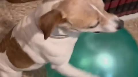 dog playing with his ball