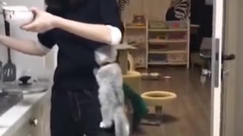 funny kitten play with girl leg