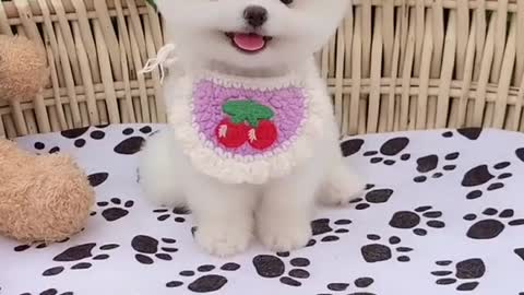 Cutest baby dog, Satisying 😹 Funny Animals videos #shorts 2021.