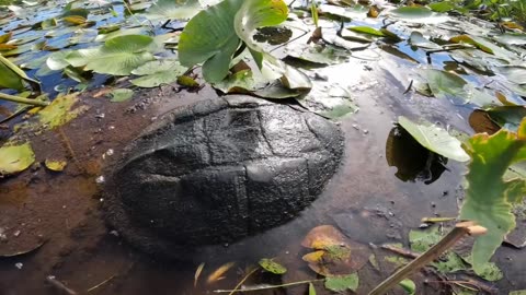 Snapping Turtle