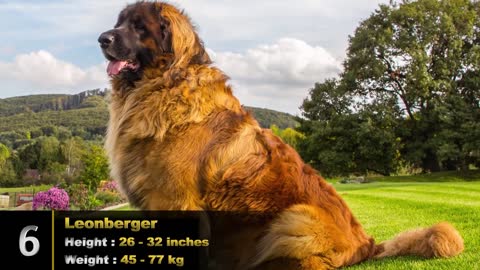 Top 10 Largest Dog Breeds