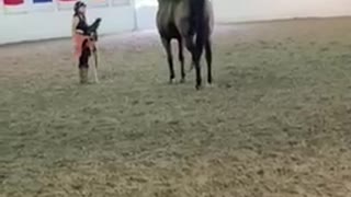 Free lunging my horse