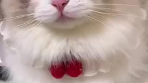 Top Funny 🐈 Cats videos.