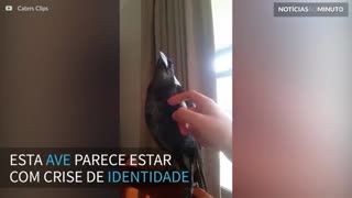 Este corvo pensa que é um galo