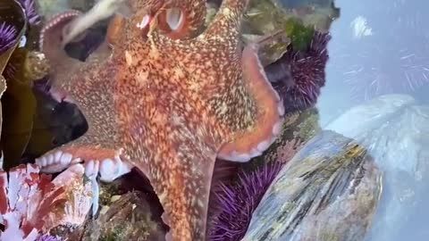 beautiful octopus❤