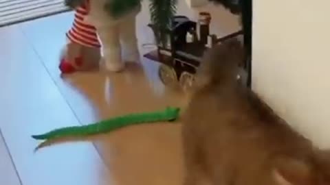 snake vs cat funny moment