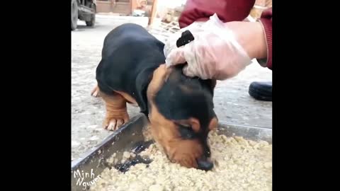 CUTE PETS SERIES: HE TIED THE DOG'S EARS SO FUNNY