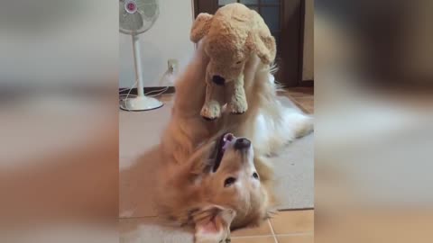 Adorable Dog plays with Toy Puppy