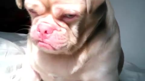 'Grumpy' Dog Is Ready For Nap Time