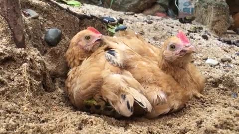 chicken in sand