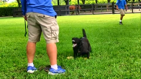 Teaching Dogs to Guard Objects and People with few simple tricks