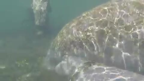 Mom & Baby Manatee Snorkeling Adventure