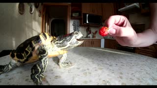 Turtle and Strawberry