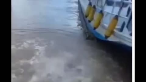 Amazon River, a piranha attack