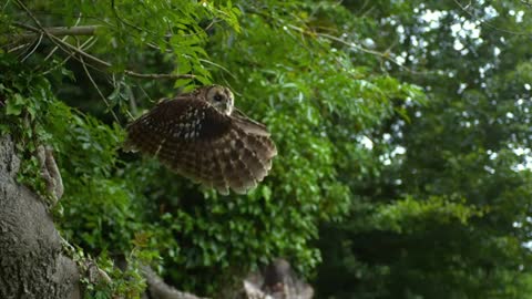 Flying Friday amazing birds