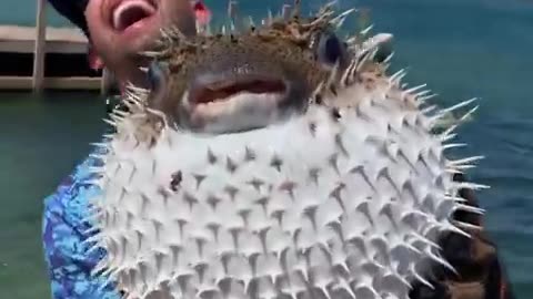 When danger threatens, pufferfish turn into spiky balloons within seconds.