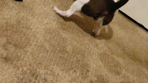 Blind puppy Banana plays solo fetch