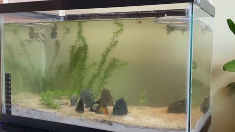 Week 3: No CO2, No Filter, No Water Change Aquarium