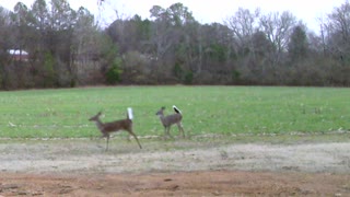 White Tail Deer