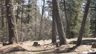 Finding the perfect camp spot in Alamo peak, Lincoln national Forest Sacramento district