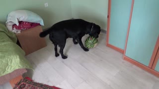 Dog playing with watermelon