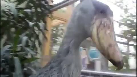 Good ol' shoebill stork