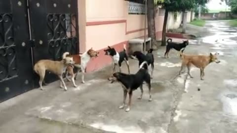 Street Dog fight ...